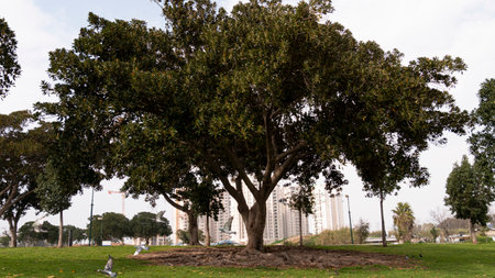 ancient olive grove in the Galilee, Israelの写真素材