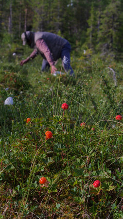 Cloudberry closeup in Swedish Lapland