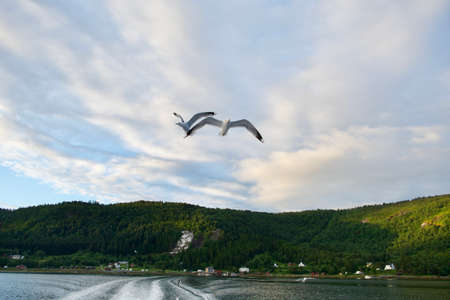 seagull sea bird predator angler fish and shellfish northern europe norwayの写真素材