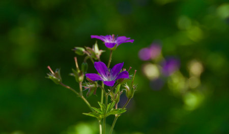 Geranium pratense, wild ultraviolet flowers on forest backgroundの写真素材