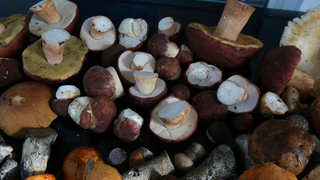 Raw mushrooms on a table, flat layの写真素材