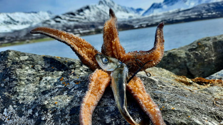 Image of a starfish on the shore of the Lofoten islands, Norwayの写真素材