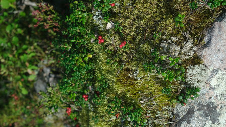 collected lingonberries in a berry basketの写真素材