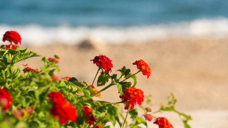 Flowers of Rhodes on a sea backgroundの写真素材