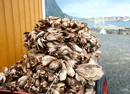Dried Atlantic Cod Heads Stockfish At Wooden Rack On Lofoten Island In Norway