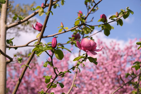 Blooming pink magnolias on the streets and in the courtyards of housesの写真素材