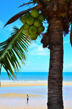 Coconut tree with man on beachの写真素材
