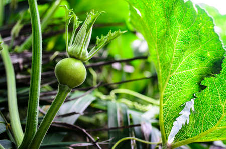 Pumpkin starting a new lifeの写真素材