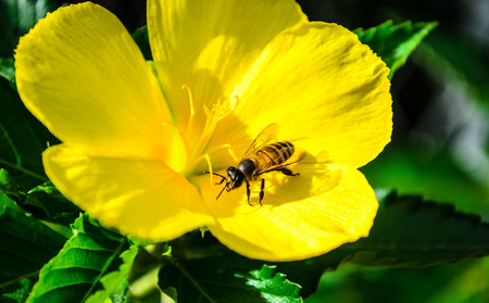 Working bee on the flowerの写真素材