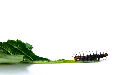 Leaf-Eating Caterpillarの写真素材