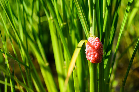 Pink egg shells in the paddy fieldの写真素材