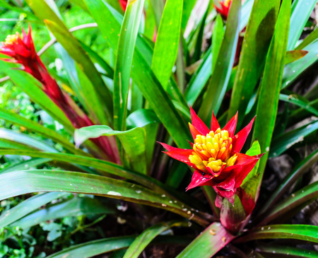 Pineapple flower in the Gardenの写真素材