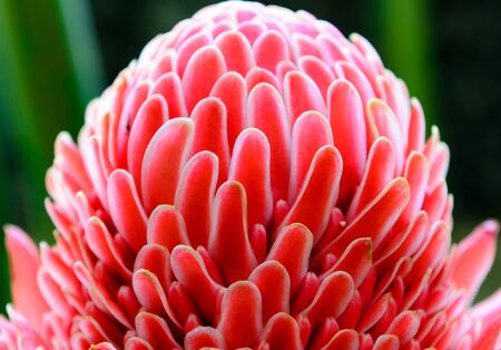 Closeup of red flower of etlingera elatiorの写真素材