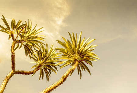 Hot summer sun shining on tree topの写真素材