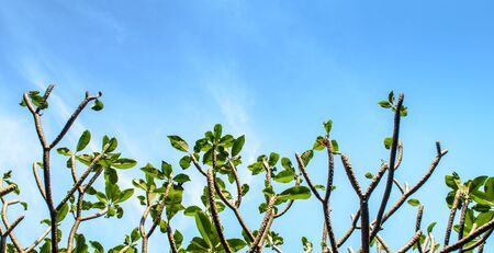 Frangipani tree branches against a blue sky