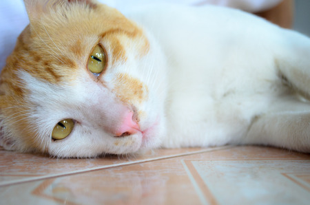 Playful ginger and white kitten at restの写真素材