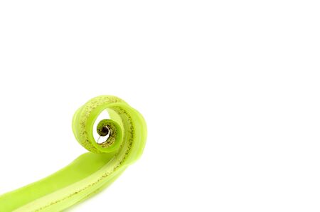 Single young leaf of Birds Nest Fernの写真素材