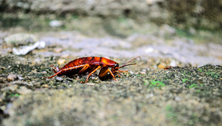 Close up of red cockroach enjoying sunの写真素材