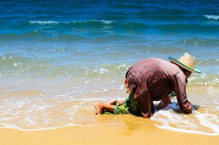 Elderly lady digging for sheels at oceansideの写真素材