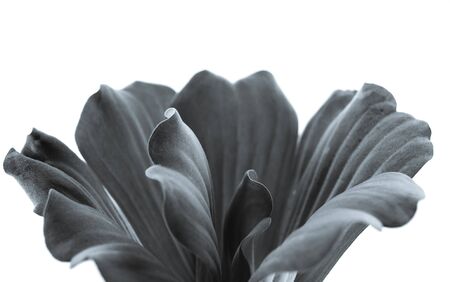 Close-up of water lettuce leaves on grayの写真素材