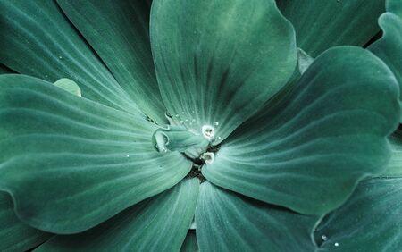 Close-up of floating water lettuce on lakeの写真素材