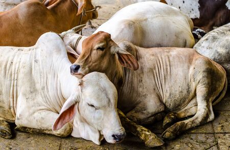 Cattle resting in the stable,Northern Region,Thailand.の写真素材