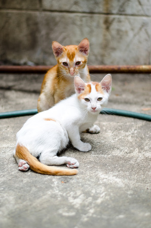 The two adorable kittens looking sad togetherの写真素材