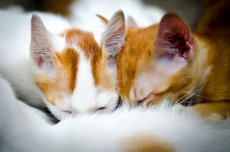 Kittens brood feeding by mother catの写真素材