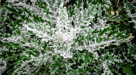 Dusty Miller flower growing in natural setting