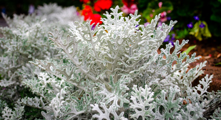 Dusty Miller flower growing in natural setting
