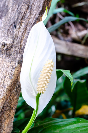 Single white flamingo bloom against natural backgroundの写真素材