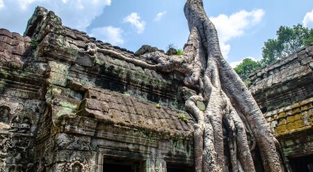Root of tree strangling ancient Cambodian temple