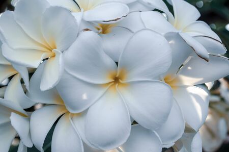 Close up plumeria flower and processed in cool lightの写真素材