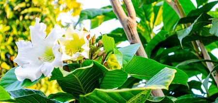 Background of Easter Lilies White Vine With Leafの写真素材