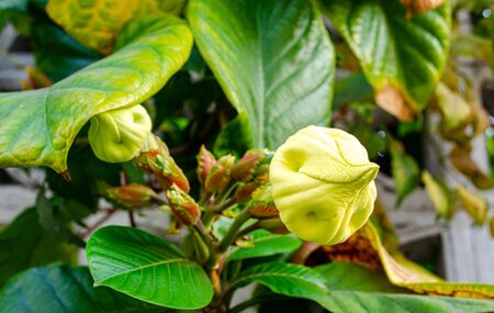 Background of Easter Lilies White Vine With Leafの写真素材