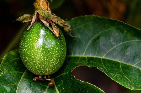 Close up of young passion fruit passiflora edulis with leafの写真素材