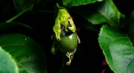 Close up of young passion fruit passiflora edulis with leafの写真素材