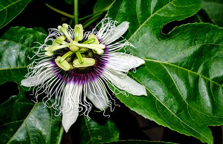 Close up of passion fruit flower with leaf backgroundの写真素材