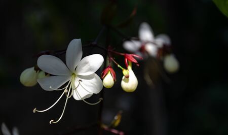 Close up white nodding clerodendron in dark backgroundの写真素材