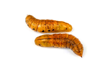 Group of brown butter pupa on white backgroundの写真素材