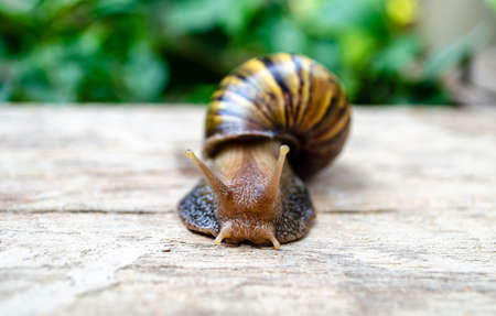 Brown giant snail walking slowly by itself on woodの写真素材