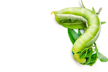 Green color caterpillar are enjoy on white background