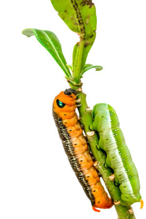 Duo color caterpillar are enjoy on white backgroundの写真素材