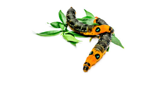 Couple orange caterpillar are enjoying on white backgroundの写真素材