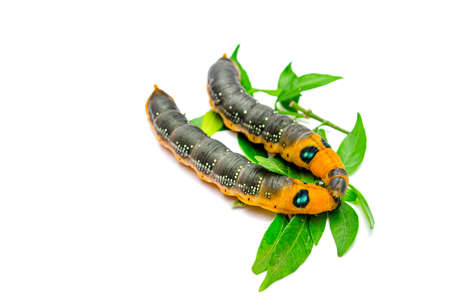 Couple orange caterpillar are enjoying on white backgroundの写真素材