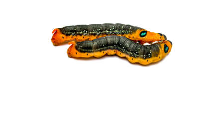 Couple orange caterpillar are enjoying on white backgroundの写真素材