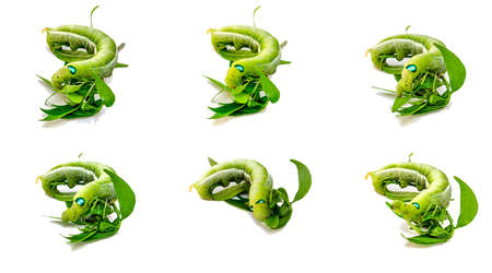 Green color caterpillar are enjoy on white backgroundの写真素材