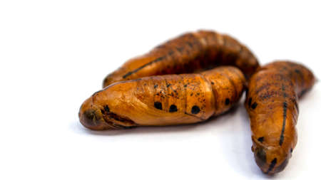 Group of brown butter pupa on white backgroundの写真素材