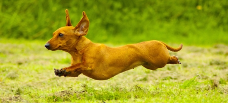 Super Dachshund !の写真素材