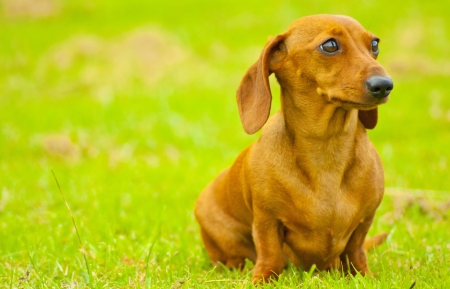 Sitting Dachshundの写真素材